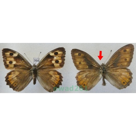 Hipparchia semele (Linnaeus, 1758) pair Czech36d